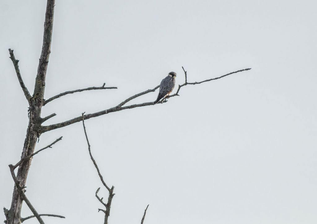 Lodolaio (Falco subbuteo)